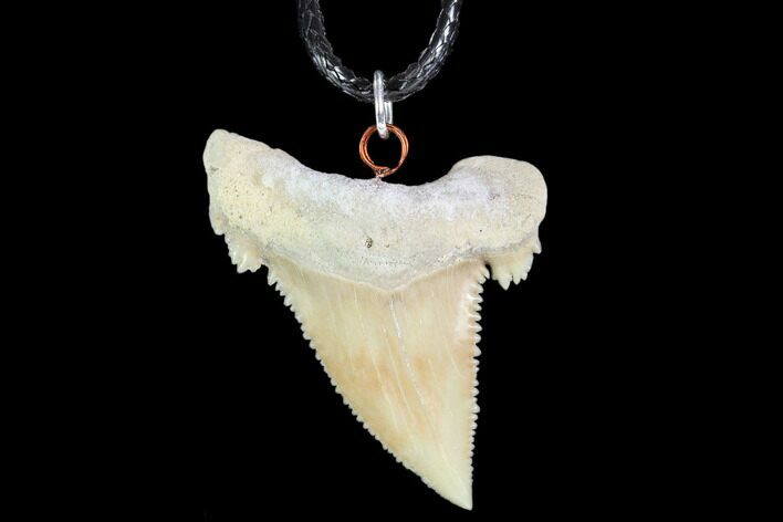 Fossil Shark (Palaeocarcharodon) Tooth Necklace -Morocco #110028